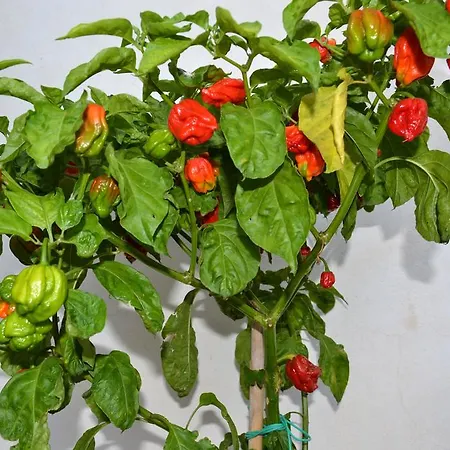 Malena Çiftlik konaklama Amica