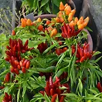 Malena Gospodarstwo agroturystyczne Amica