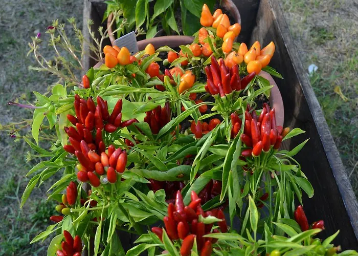 Malena 农家乐 Amica