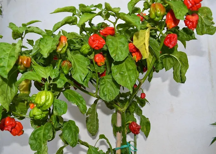 Malena 农家乐 Amica